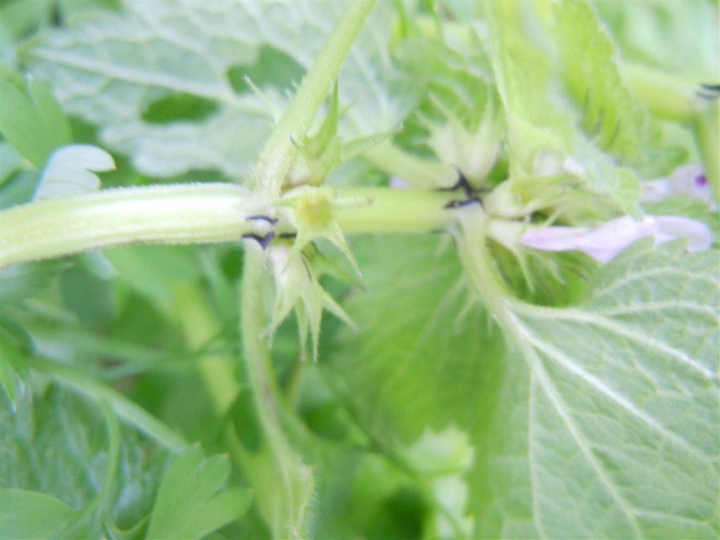 Fiorellini da identificare - Lamium purpureum